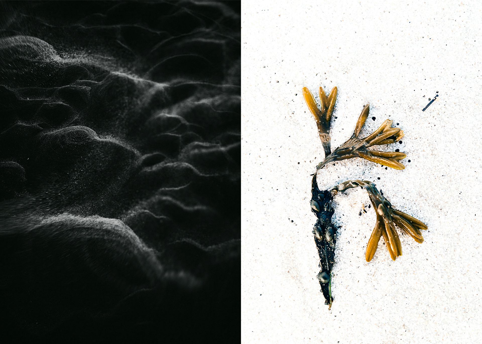 Fotoausstellung Lindner - flores maris...