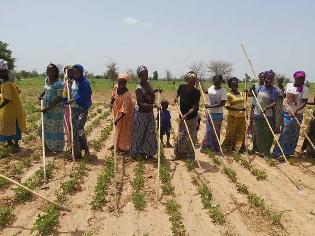 Frauen auf Erdnussplantage