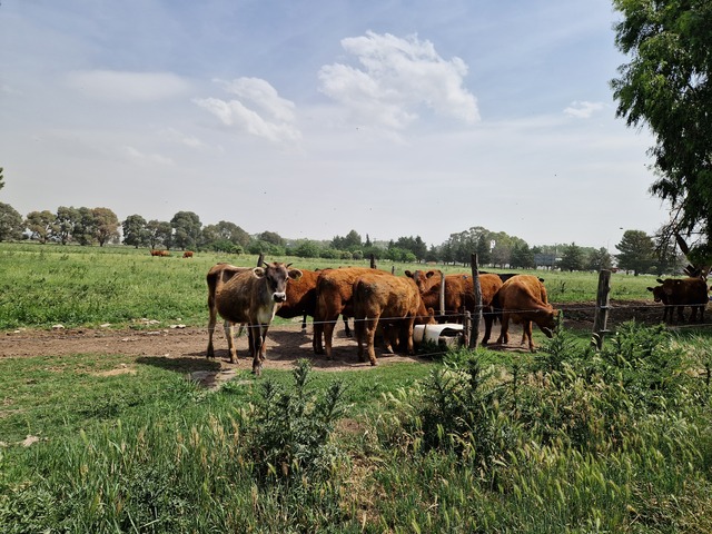 Rinder auf Feld