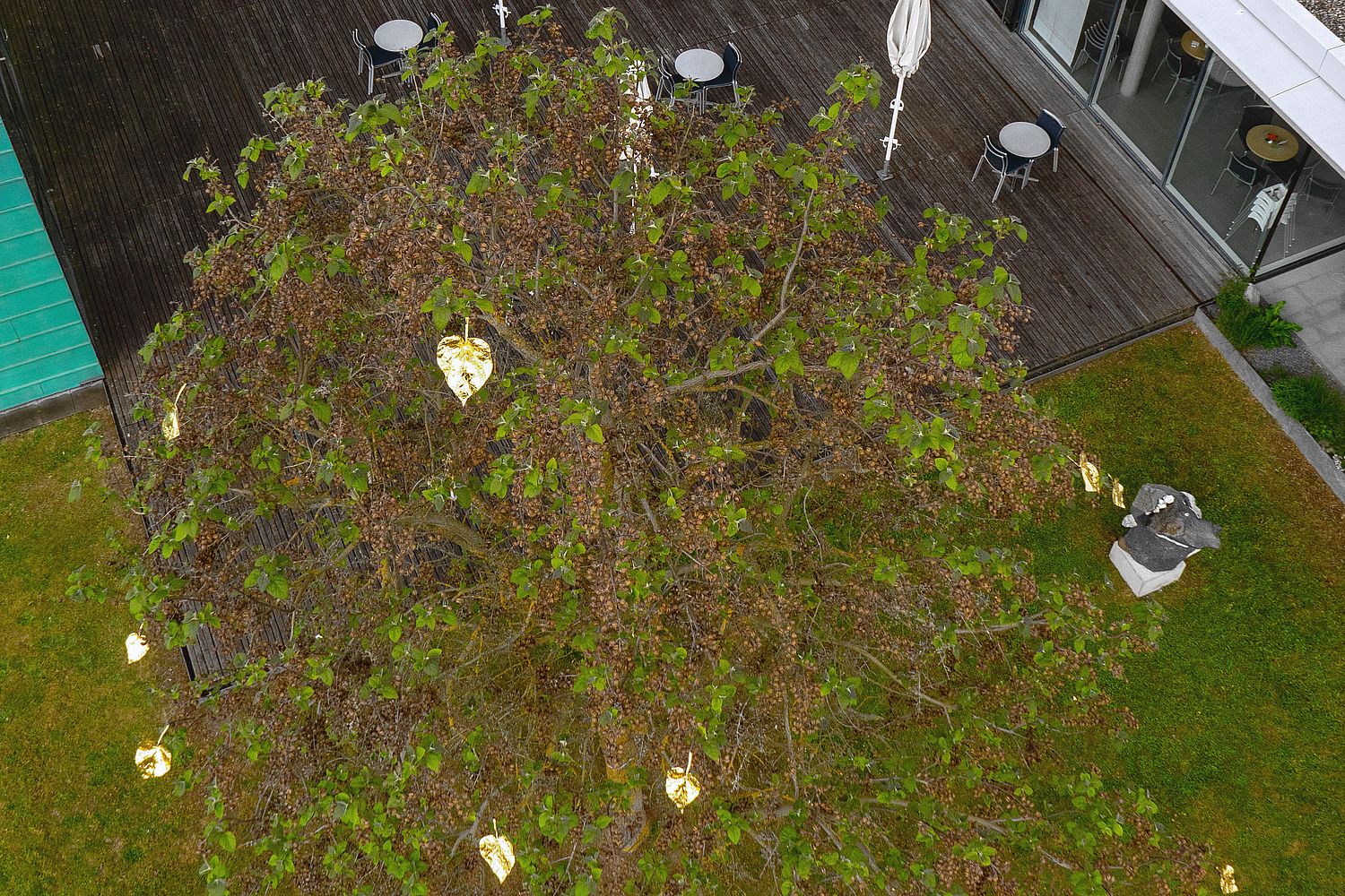 Ein goldenes Blatt im Blauglockenbaum im Museumspark