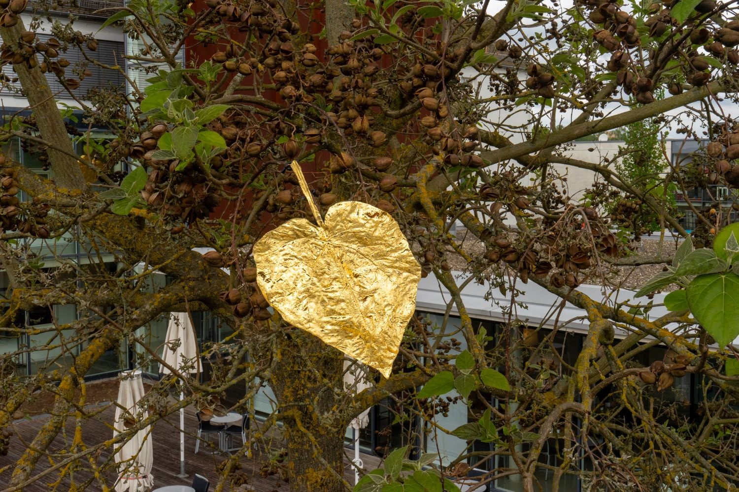 Ein goldenes Blatt im Blauglockenbaum im Museumspark