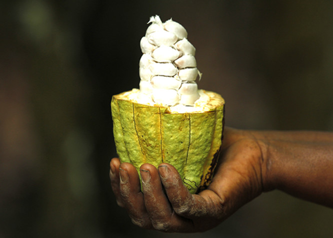 Kakaofrucht aus Fairem Handel