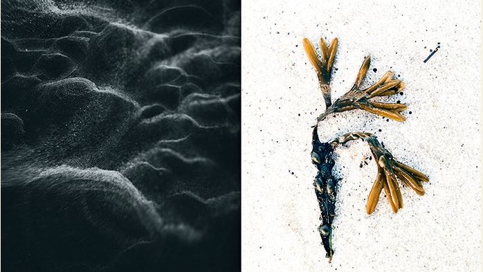 Flores maris_c_Joachim Lindner