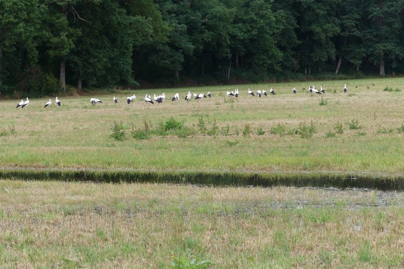 Wässerwiesen_Störche_c_Landschaftspflegeverband Schwabach