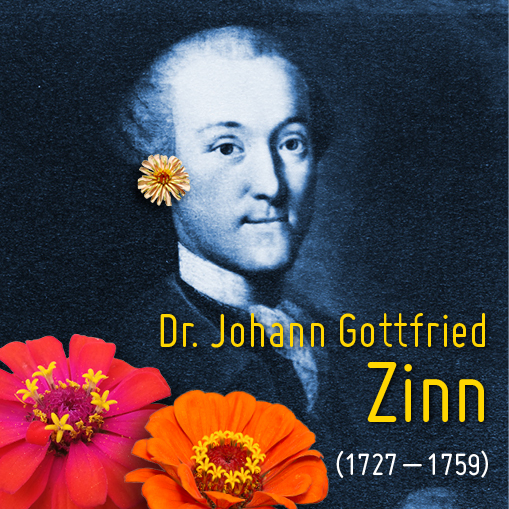 Dr. Johann Gottfried Zinn