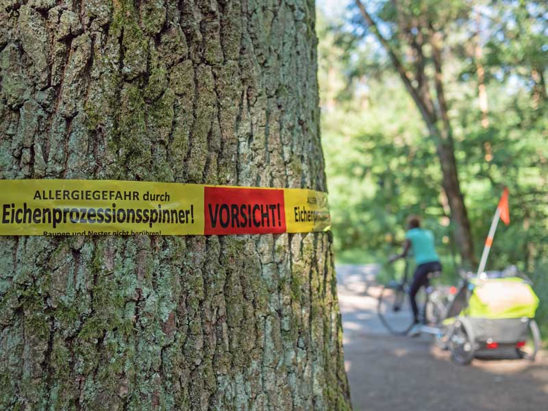 Im Vordergrund ein Baum, der mit einem Flatterband umwickelt ist. Auf diesem steht "Allergiegefahr durch Eichenprozessionsspinner! Vorsicht!". Im Hintergrund sieht man einen Menschen auf einem Fahrrad, an dem ein Kinder-Fahrradanhänger angehängt ist.