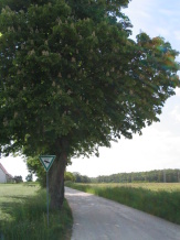 Landschaftsbestandteil Baum