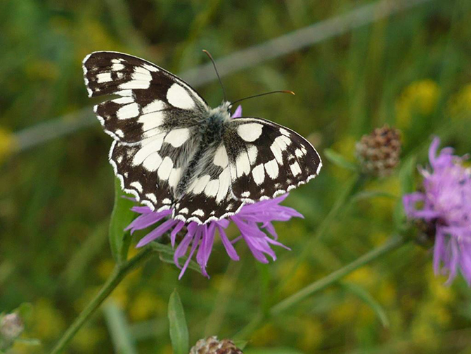 schachbrettfalter flockenblume web
