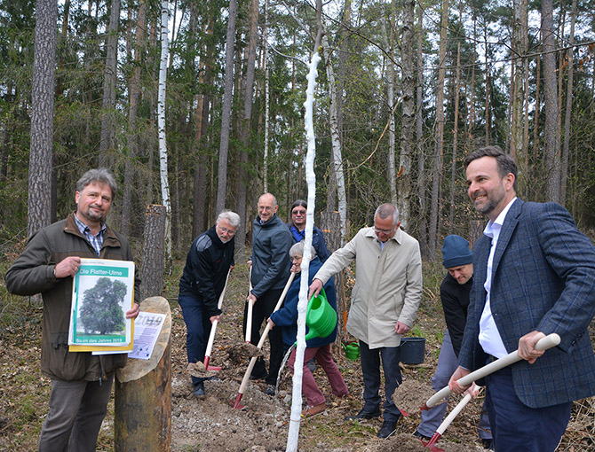 Verantwortliche der Stadt Schwabach pflanzen die Flatterulme im Waldgebiet.
