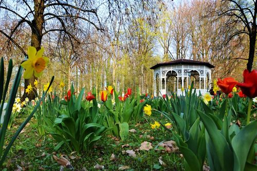 Stadtpark mit blühenden Osterglocken