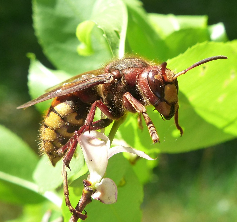 Europäische Hornisse
