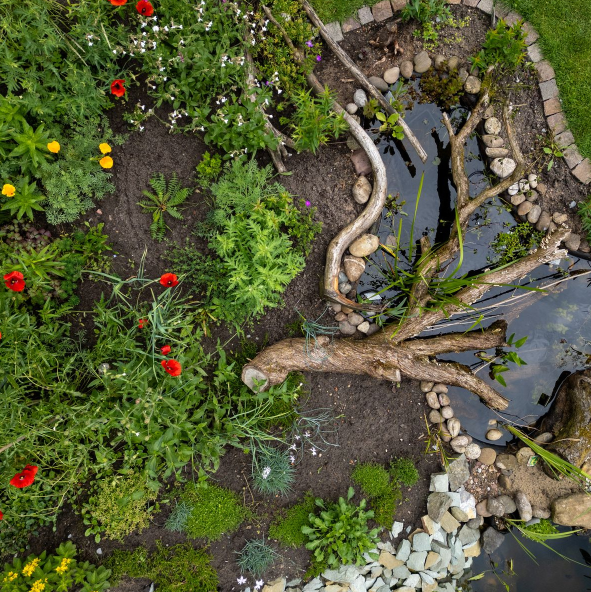 Draufsicht Mini-Teich mit Bepflanzung