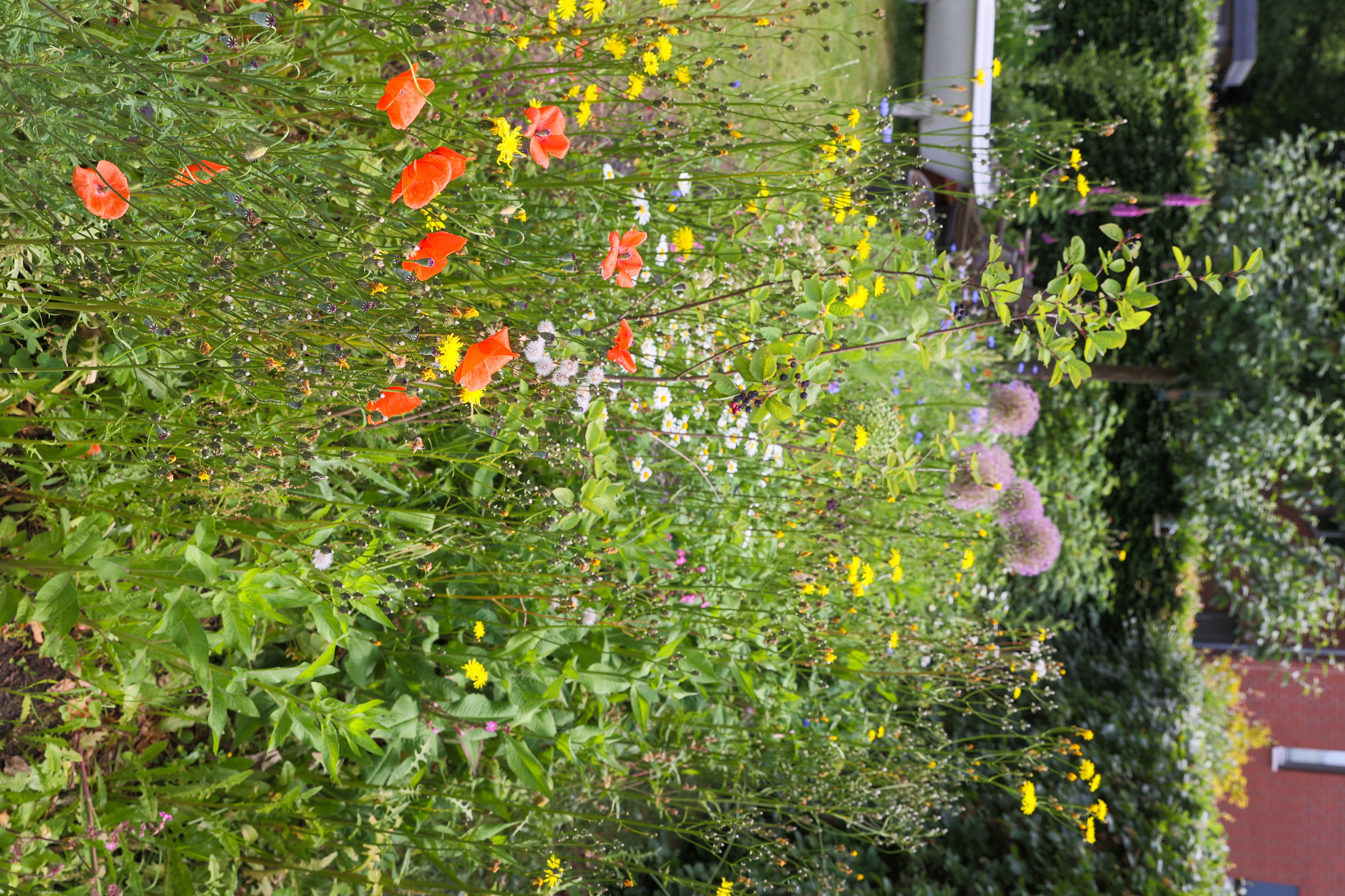 sonniges beet mit wildstauden und einjhrigen wildblumen gartenreich 53991885065 o
