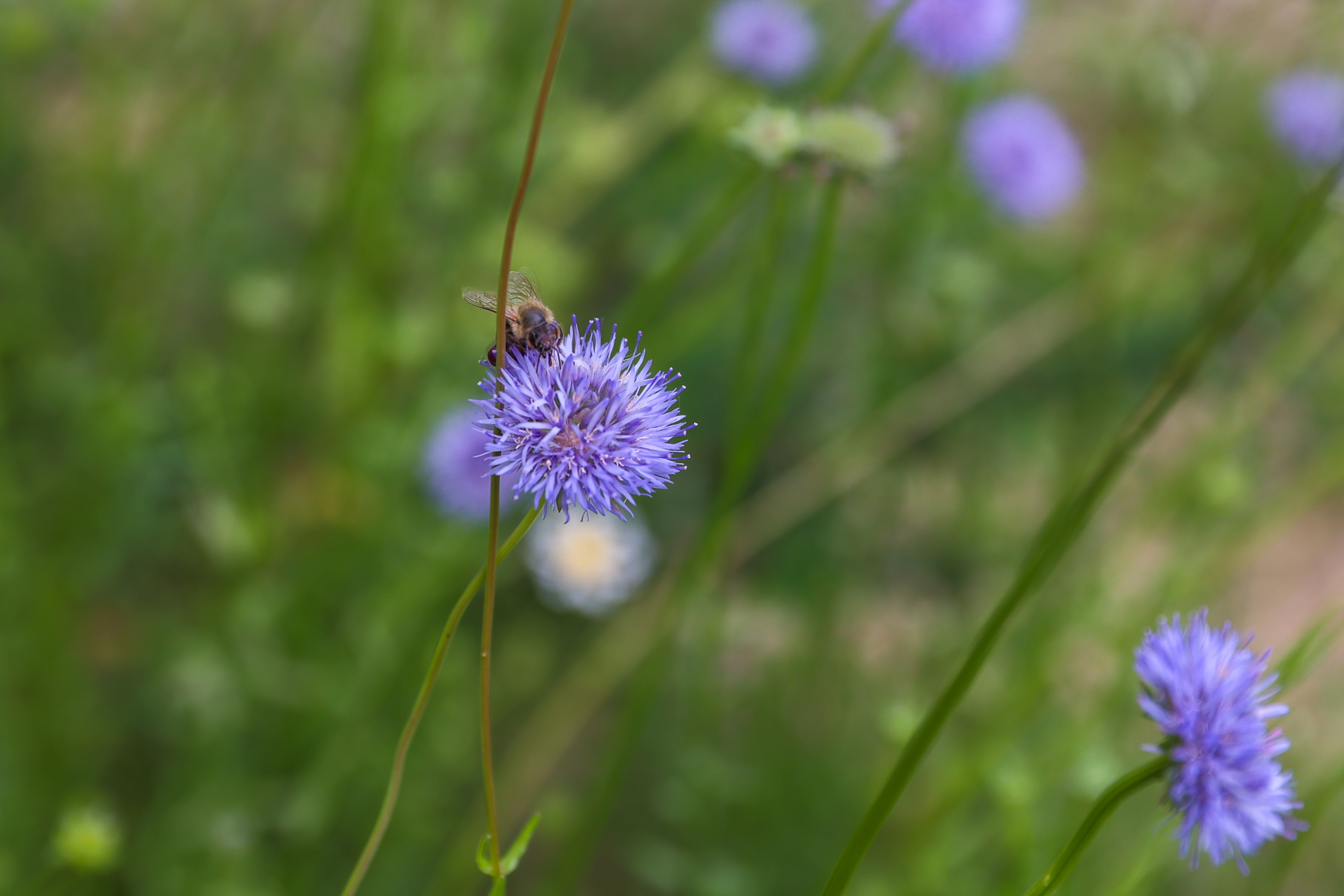 Biene auf Bergsandglöckchen