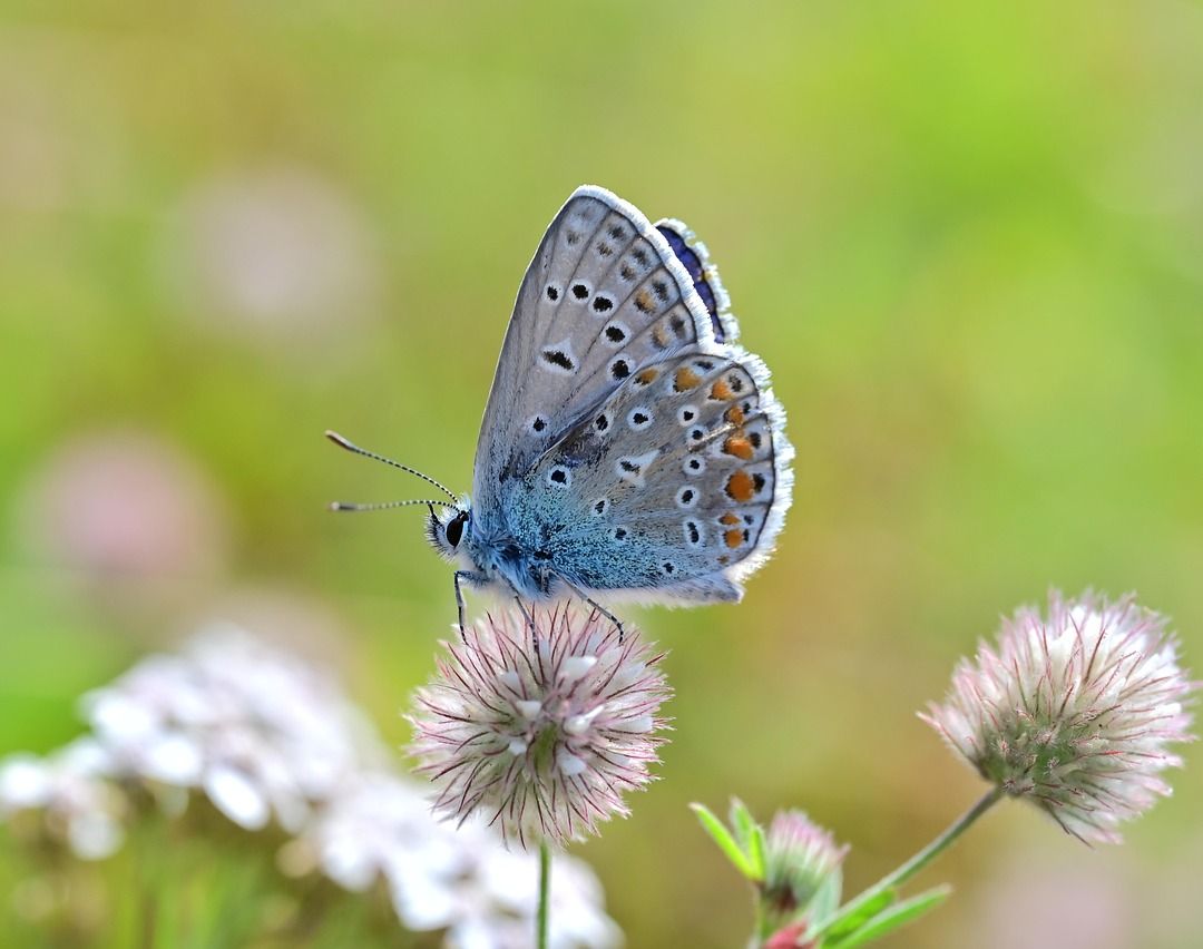 Bläuling auf Blüte